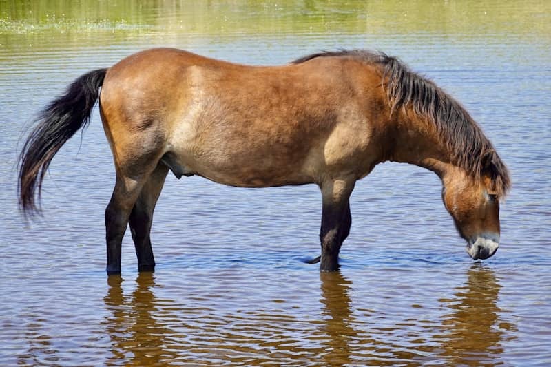 A brown horse stands in water, drinking from the surface.