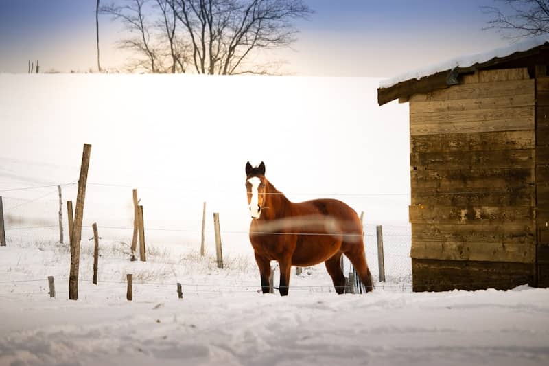 A brown horse stands in the snow near a building.