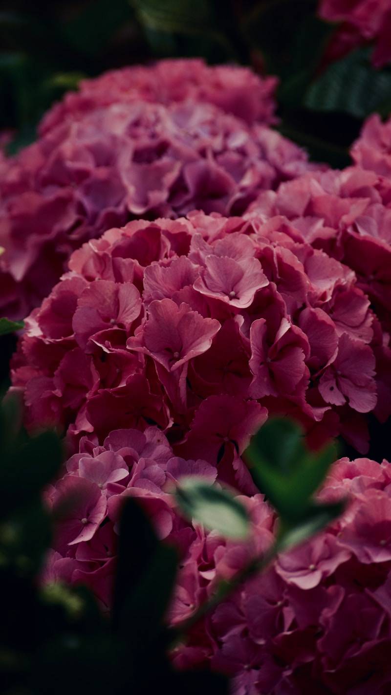 Beautiful, vibrant pink hydrangeas in full bloom.