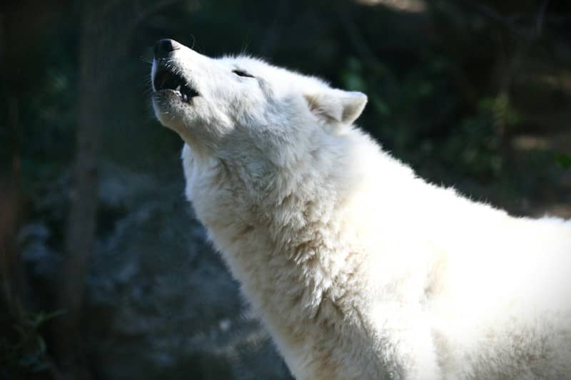 A white wolf howling with its head tilted upward in a dark forest