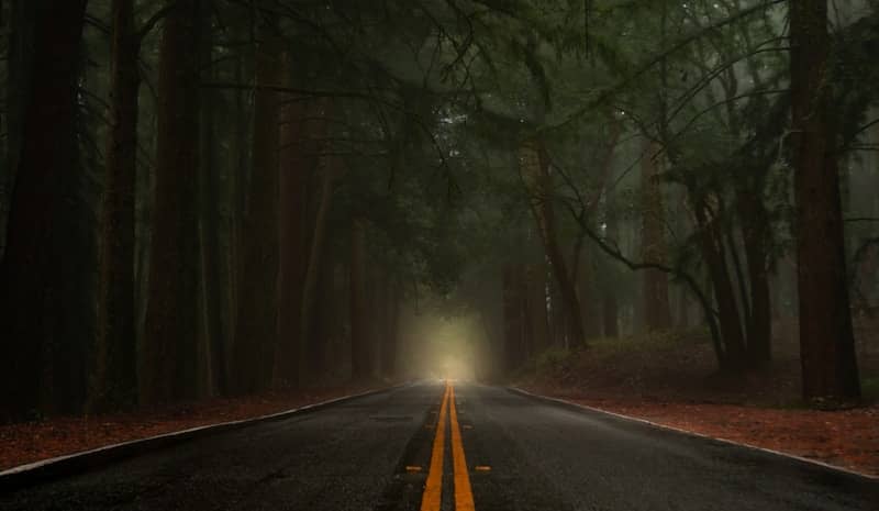 A paved road with yellow lines through a dense forest filled with thick fog