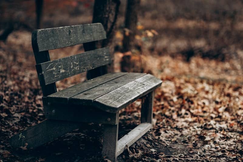 Wooden bench in a forest with fallen leaves