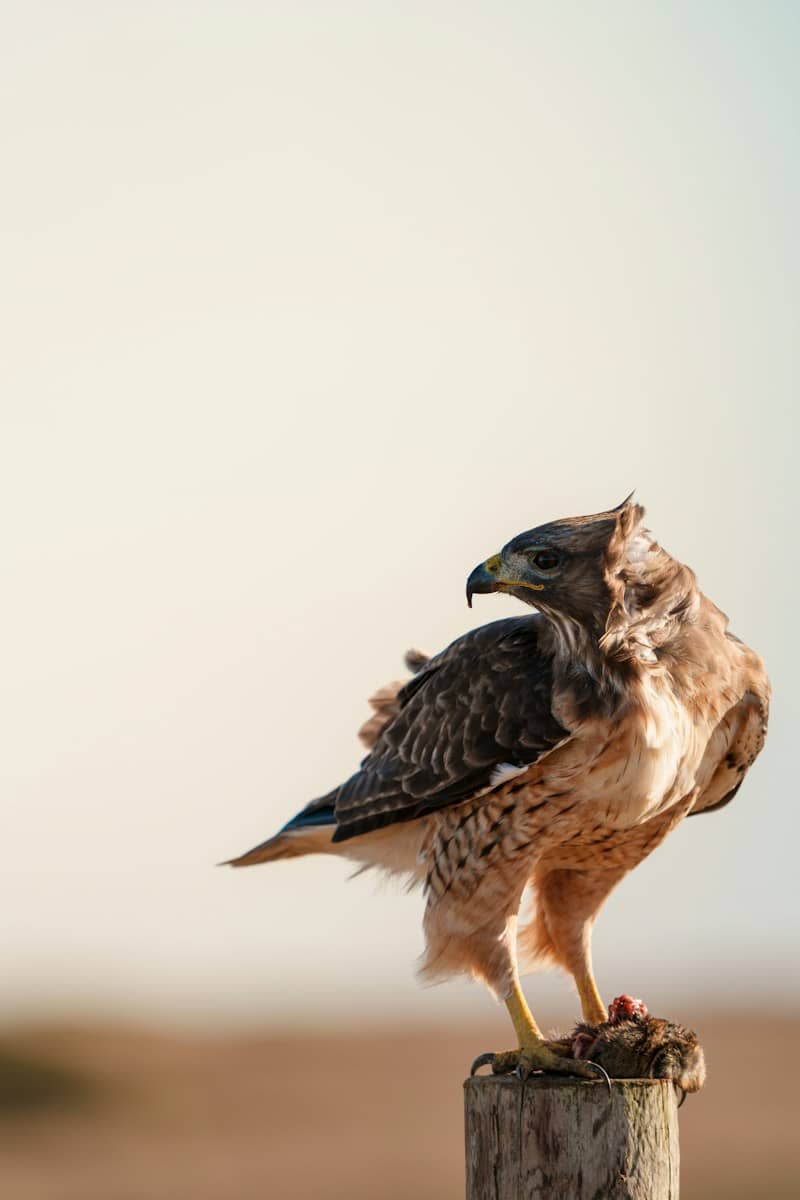 A hawk perched on a wooden post with its prey