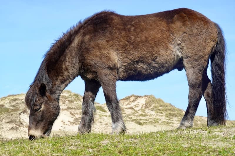A brown horse grazing in a grassy field.