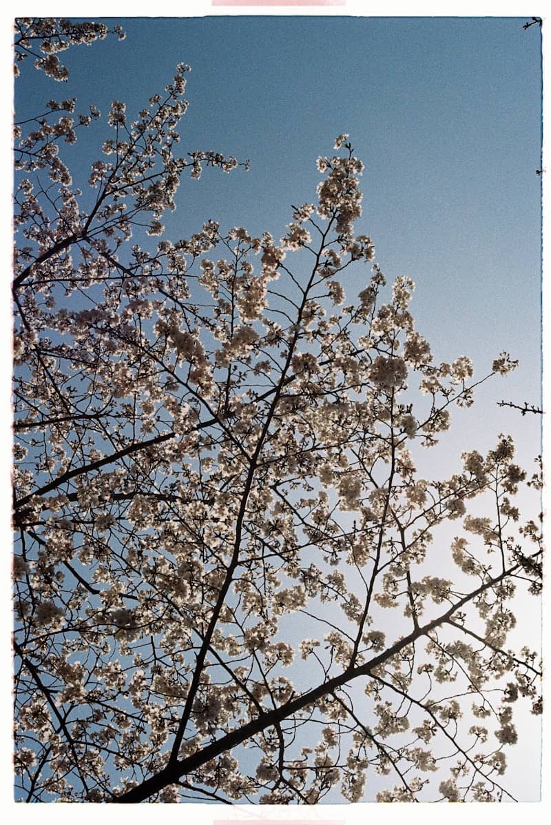 Sunlit cherry blossoms against a clear blue sky.