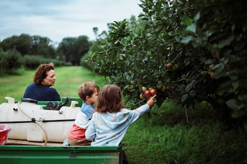 Family picking apples from a tree in an orchard.