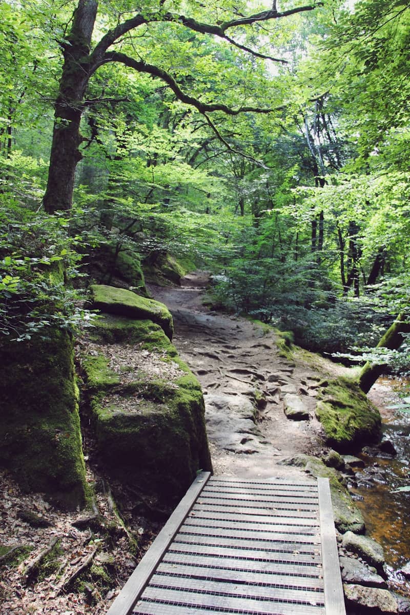 A wooden bridge crosses a stream in a lush forest.