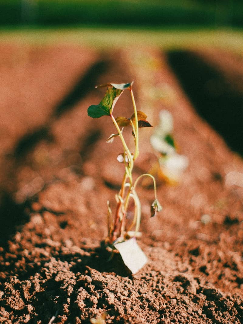 A small plant sprouts from rich, brown soil.