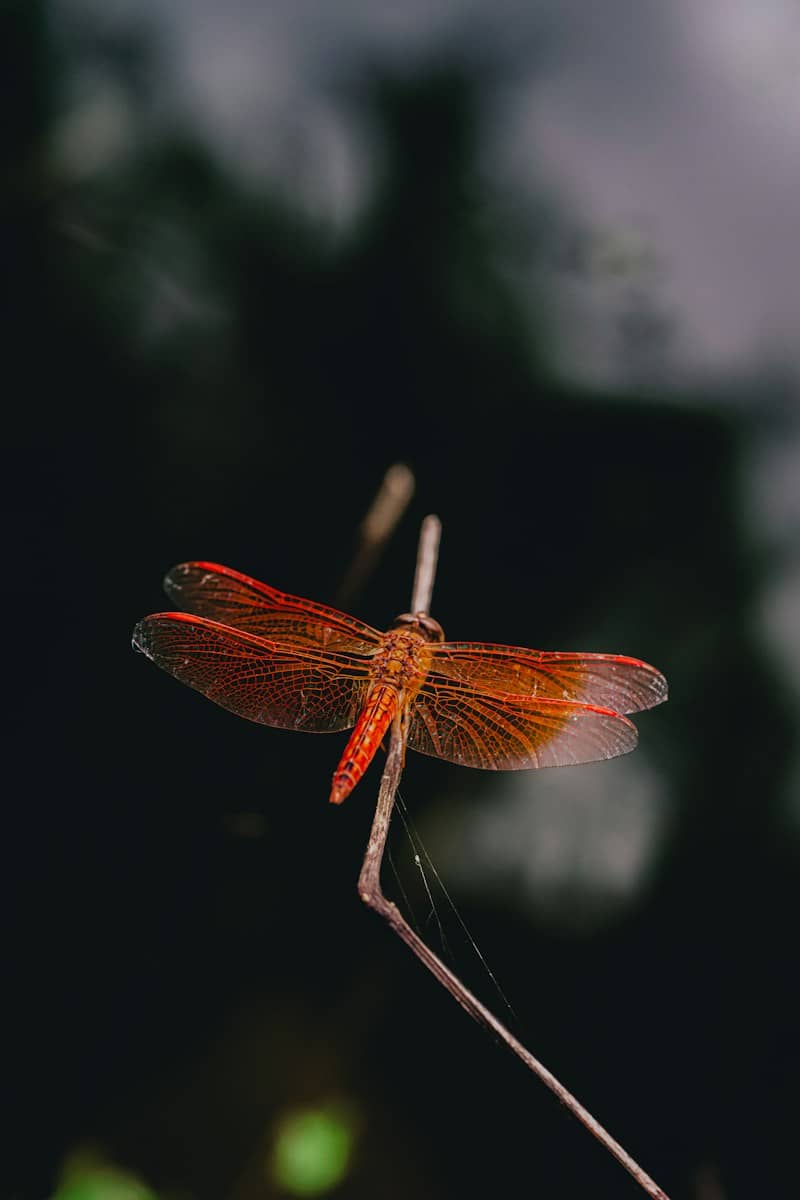 A vibrant orange dragonfly perched on a thin twig against a dark background