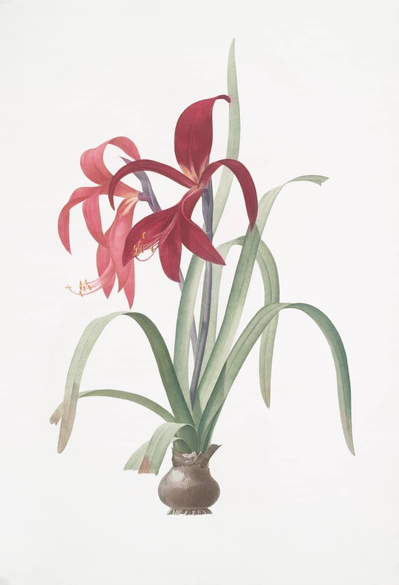 Red lilies in a small vase on a white background