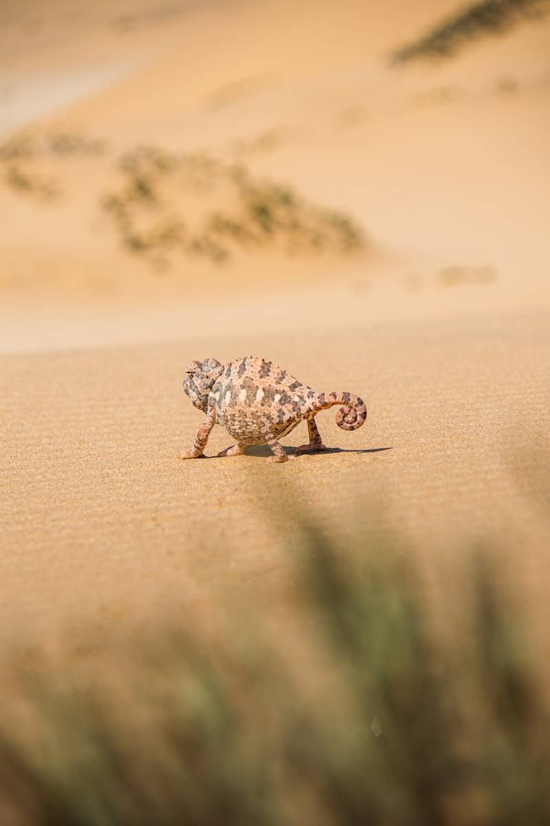 A chameleon walks across sandy desert dunes.