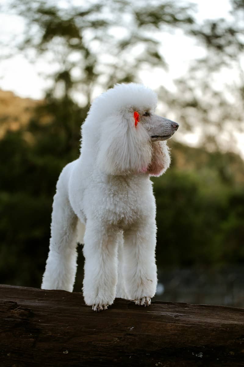 A white standard poodle with a red hair clip on a wooden beam