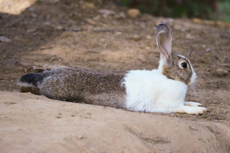 A brown and white rabbit resting on a patch of dry dirt