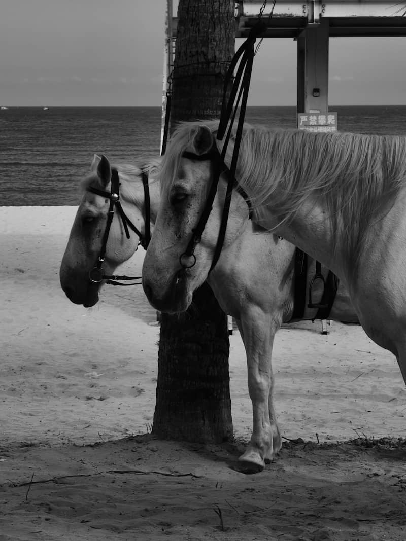 Two horses stand on a beach by a palm tree