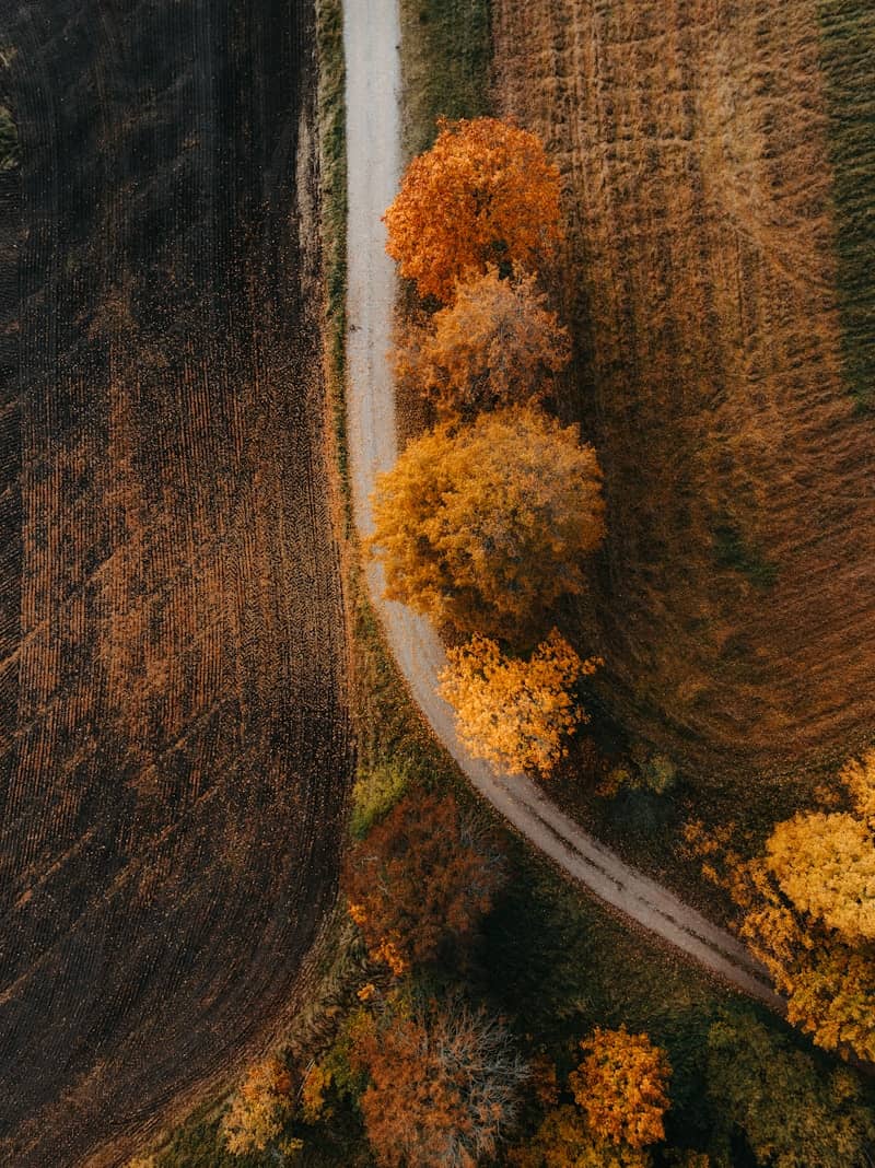Autumn trees line a winding country road from above.