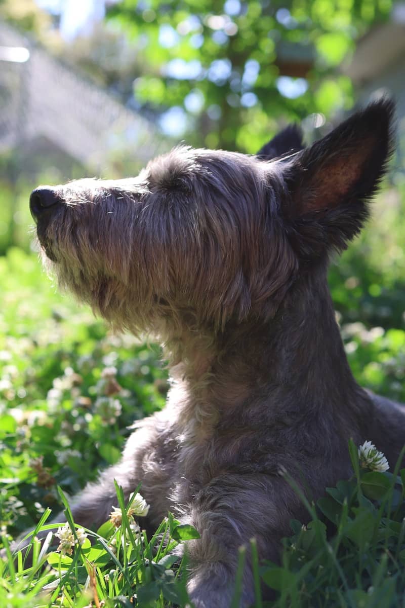 Scruffy dog rests in sunlit grass with white clover.
