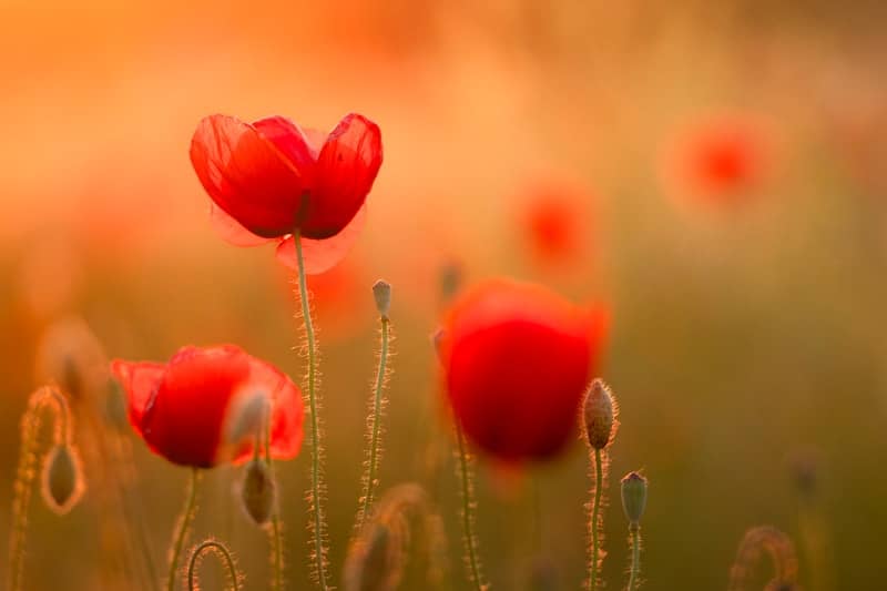 Vibrant red poppy flowers glowing in warm sunset light.
