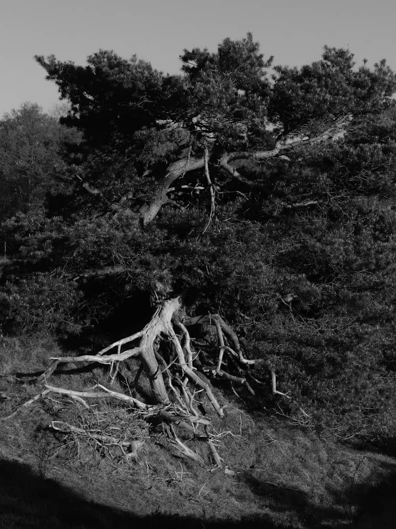 Gnarled tree with exposed roots on a hillside.