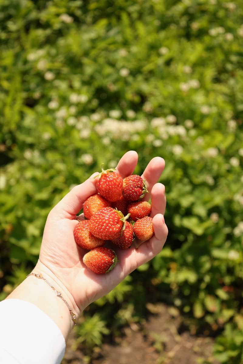 A hand holds fresh red strawberries against a green background.