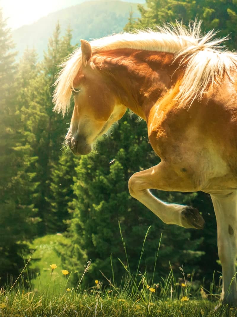 A horse with a blonde mane in a green meadow.