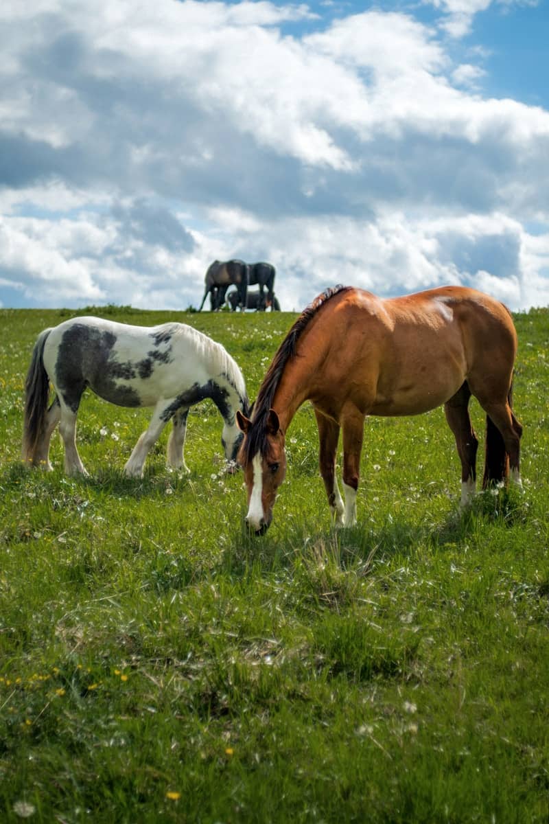 Horses grazing in a green, grassy field under clouds.