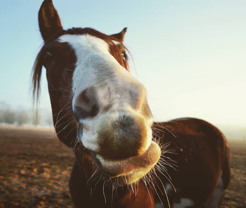 A horse with a white blaze on its face.