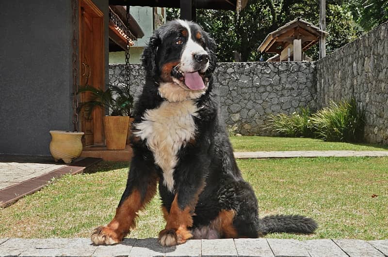 Bernese mountain dog sitting on grass outdoors