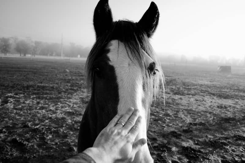 A hand gently pets a horse's face