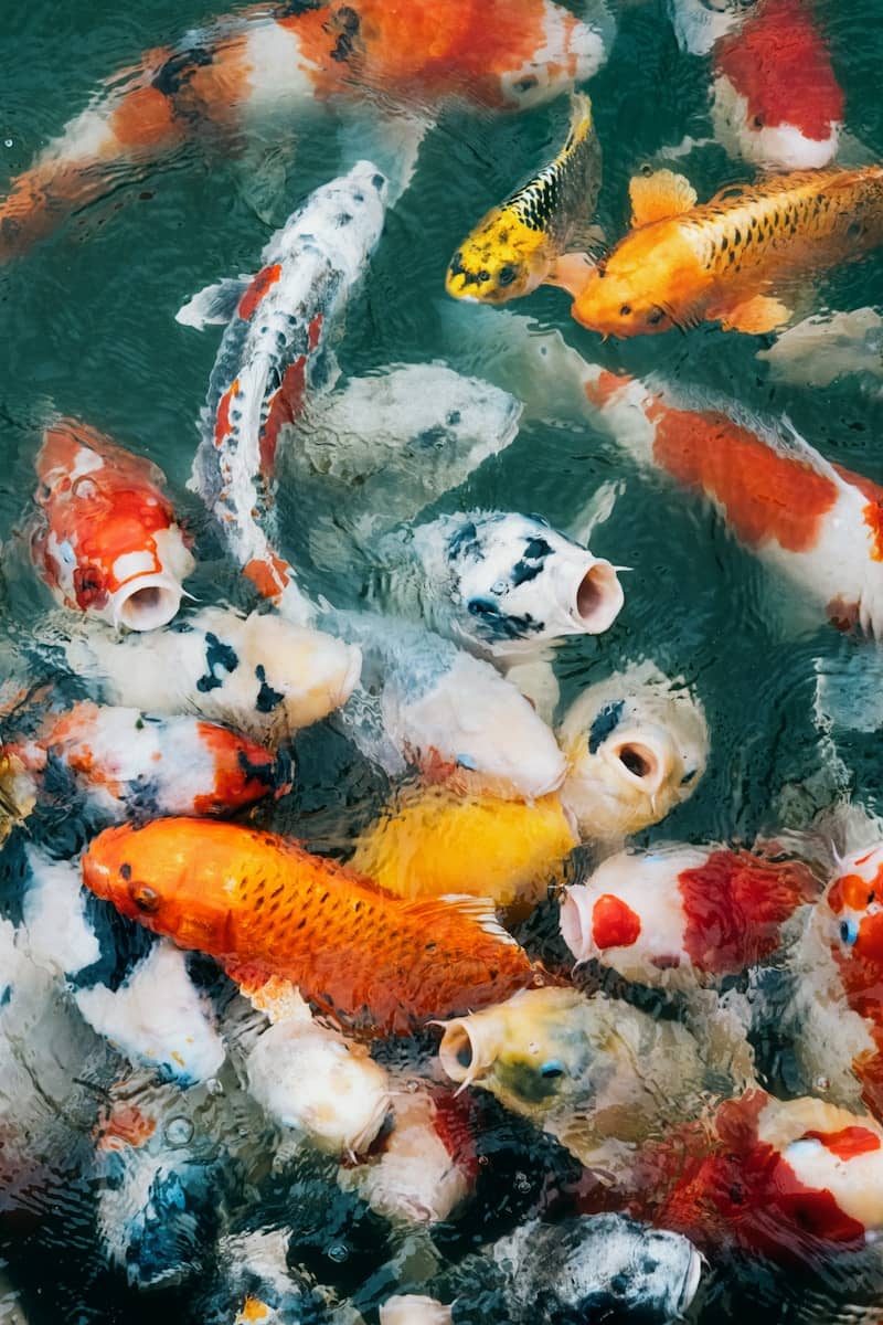 Colorful koi fish with open mouths swimming in water.