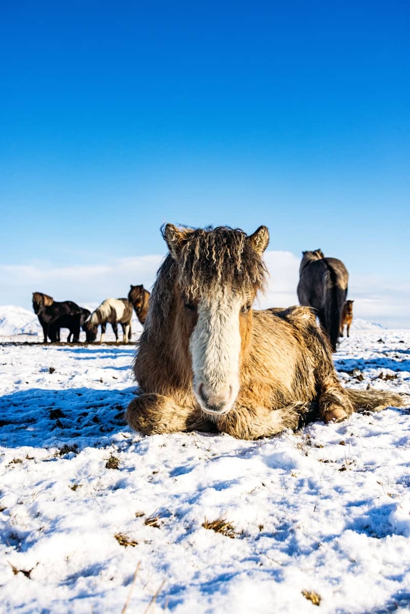Brown horse with shaggy mane lying in snow, blue sky.
