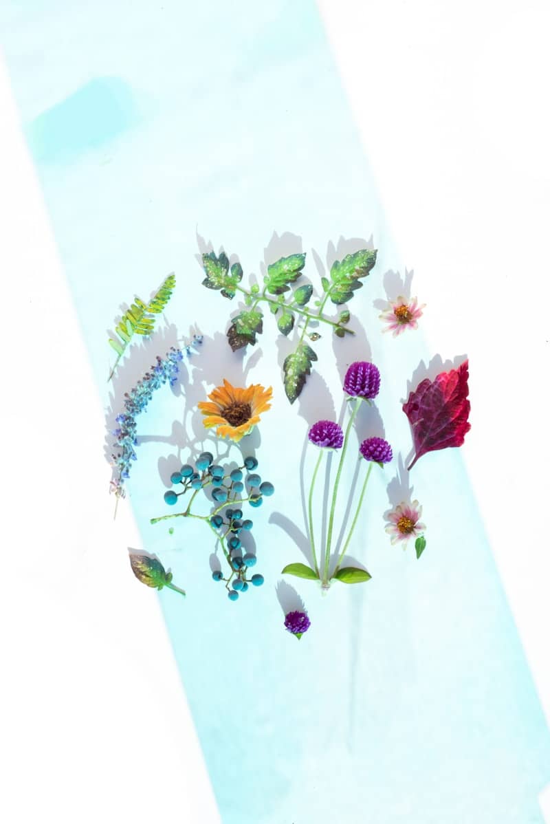 Assortment of flowers and leaves on a light blue background.