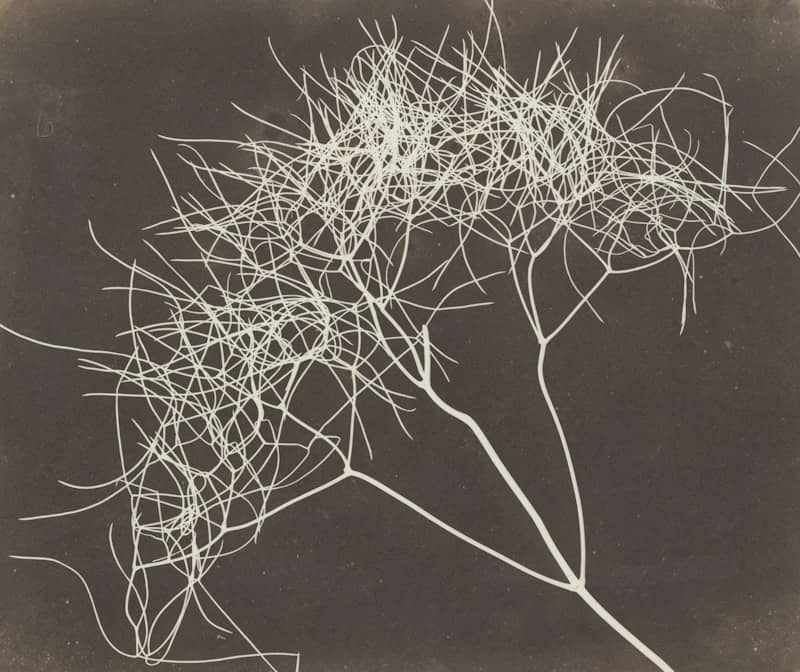 Wispy, feathery plant branches on a dark background