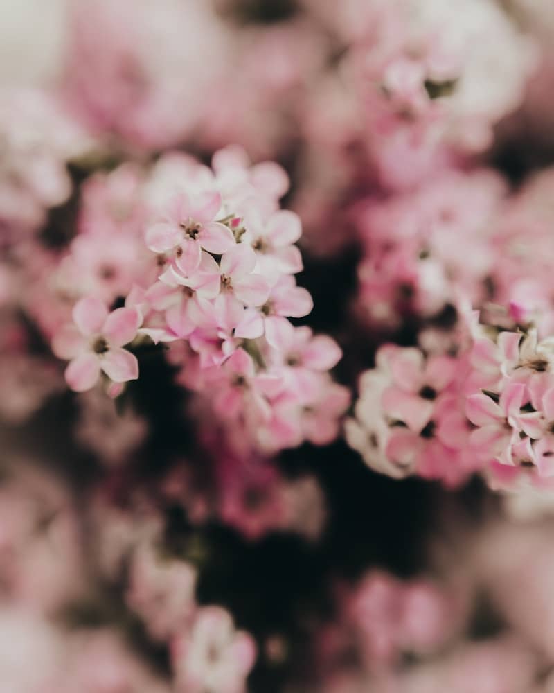 Close-up of delicate pink flowers in soft focus