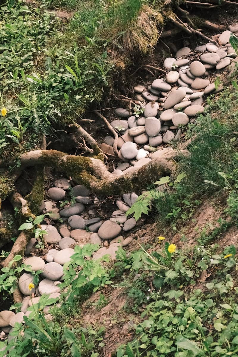 A dry creek bed filled with smooth stones and roots