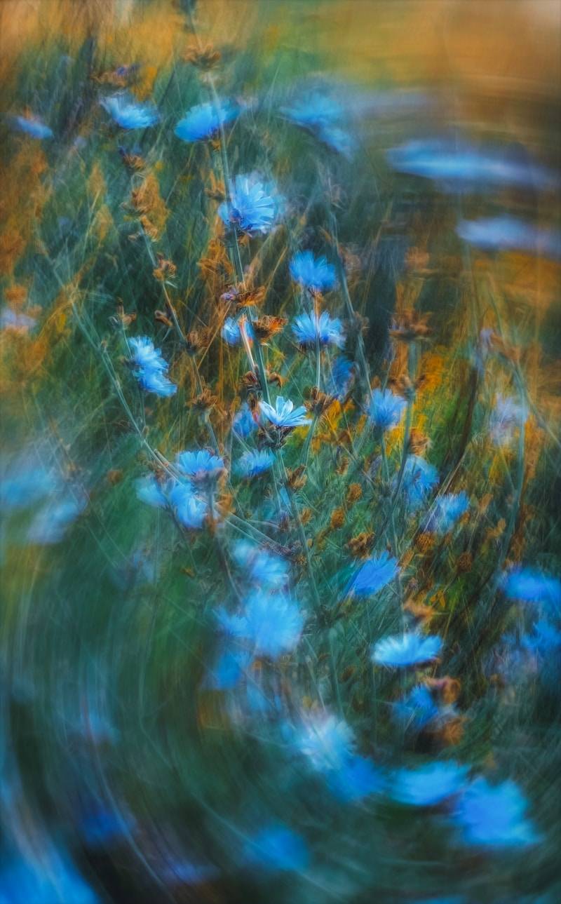 Blue chicory flowers in a field with a swirling motion blur effect