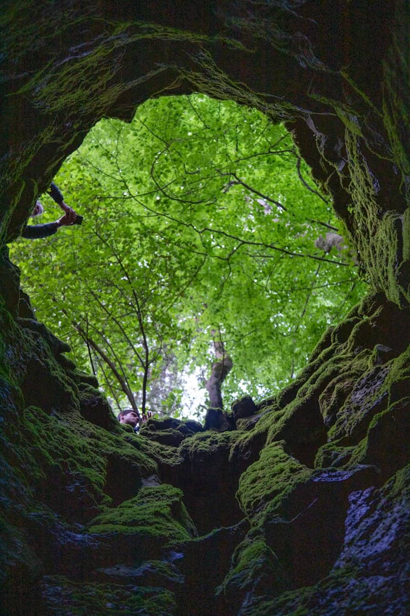 Looking up from inside a mossy cave to green trees