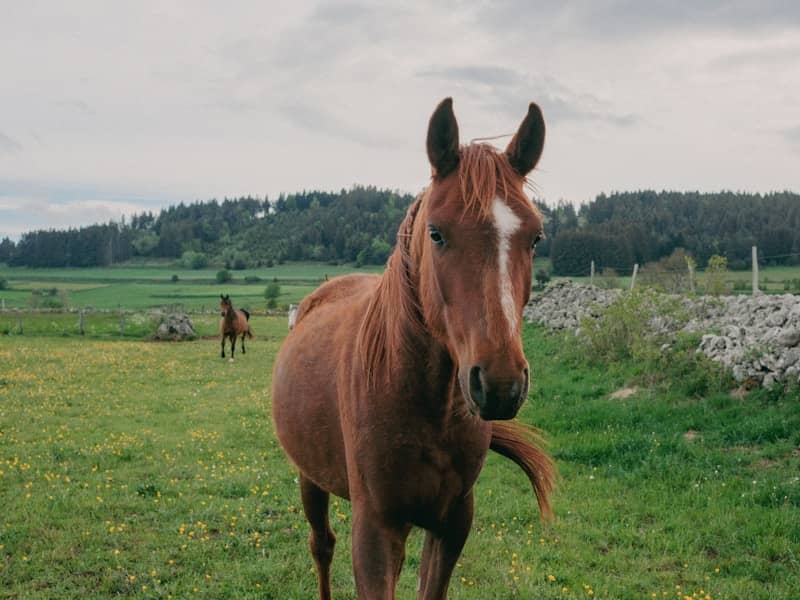 A brown horse stands in a lush green field.