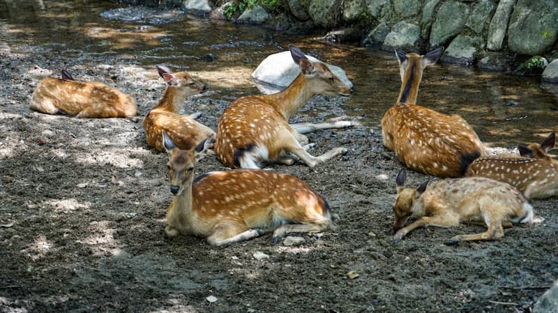 Several spotted deer resting on the ground.