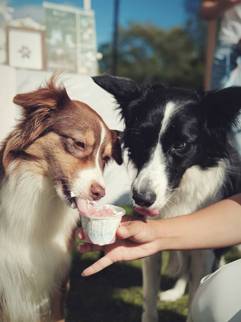 A brown and a black and white dog eating ice cream from a cup
