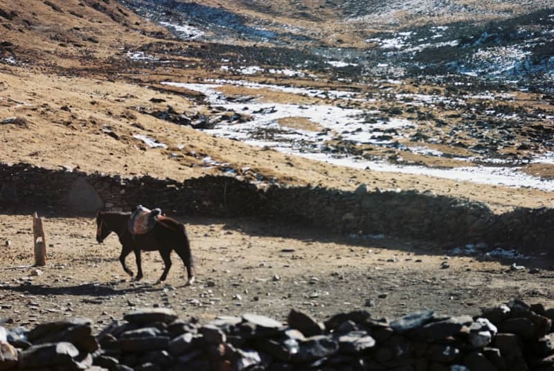 A lone horse walks across a rocky, barren landscape.