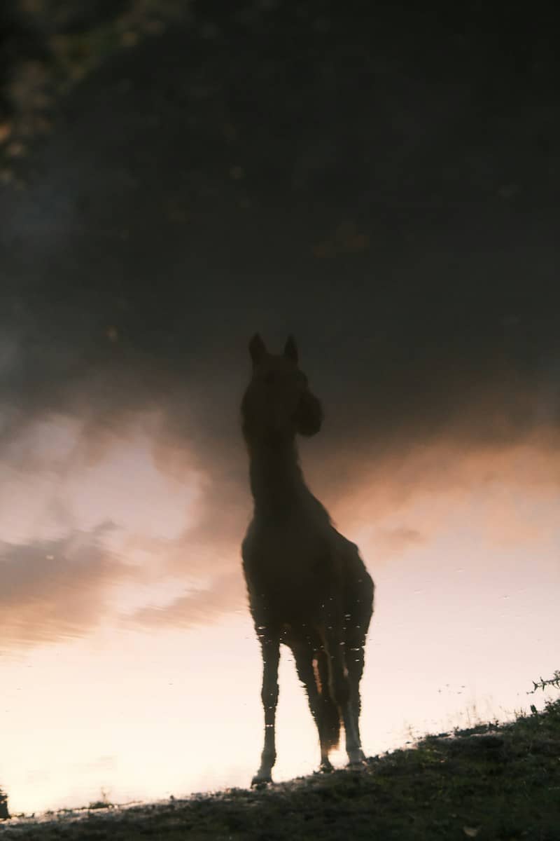 A reflection of a horse in a puddle against a warm orange sky