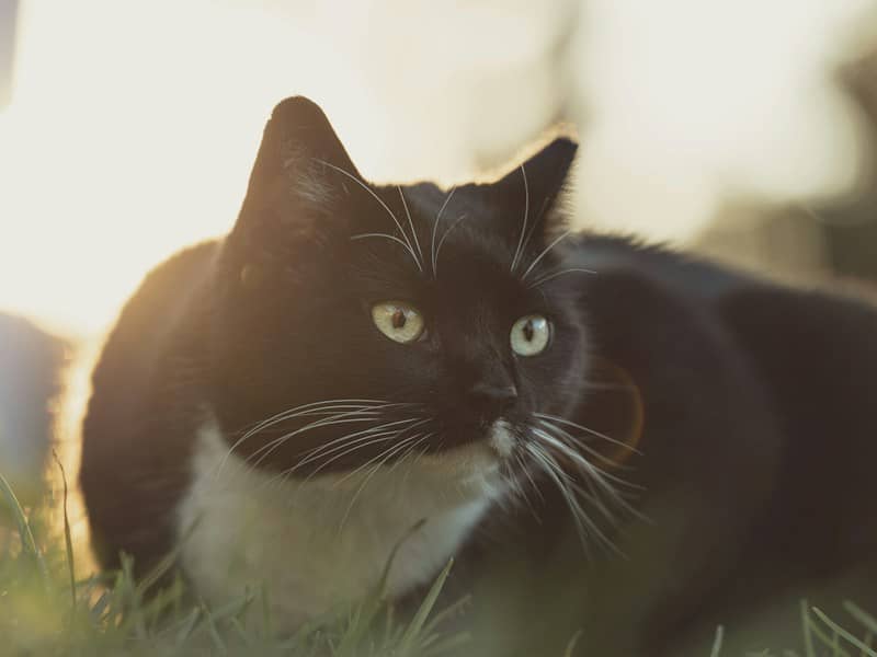 A black and white cat in green grass during the golden hour