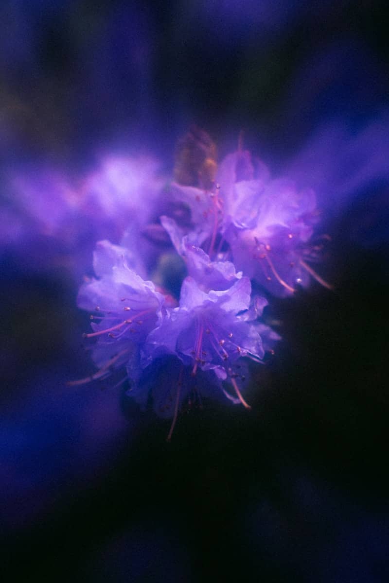Beautiful purple flowers bloom in darkness.