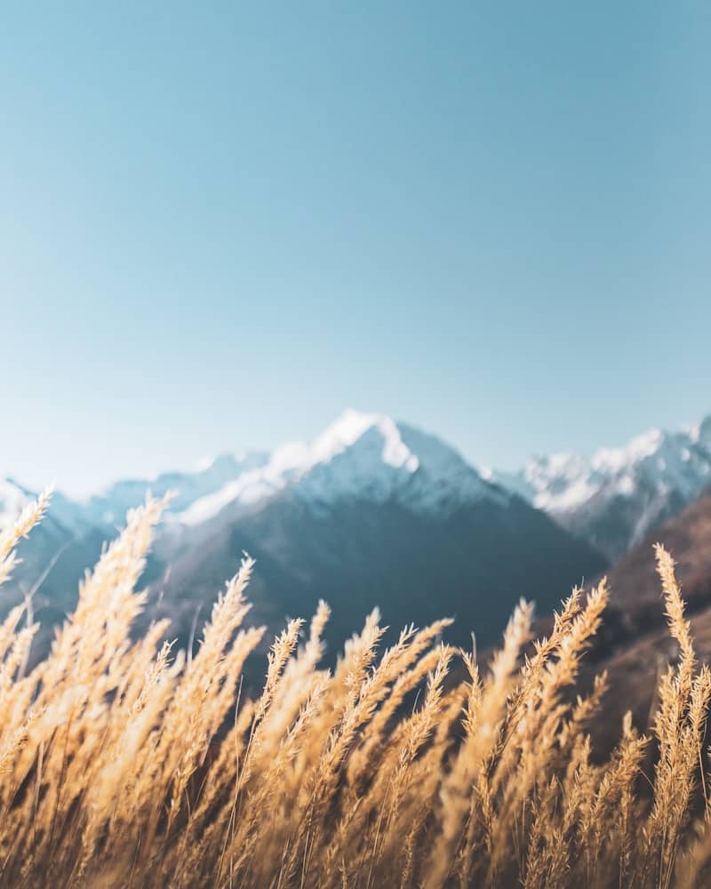 brown grass field near snow covered mountain during daytime