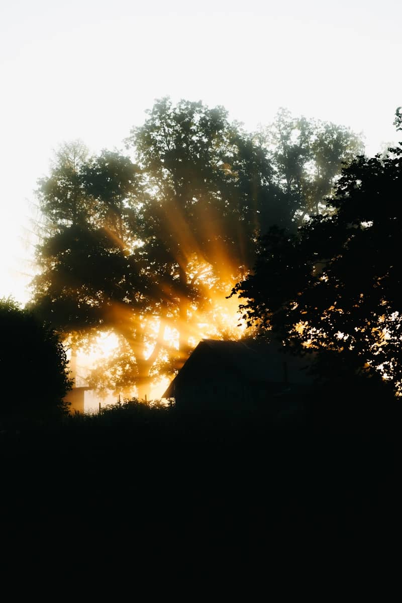 Sun rays pierce through misty trees and a building silhouette.