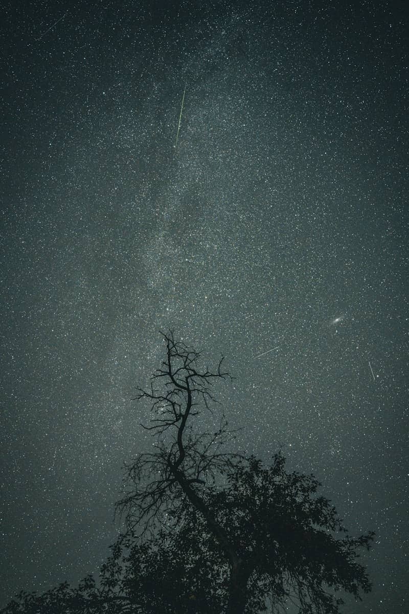 A silhouette of a bare tree against a vast night sky filled with stars.