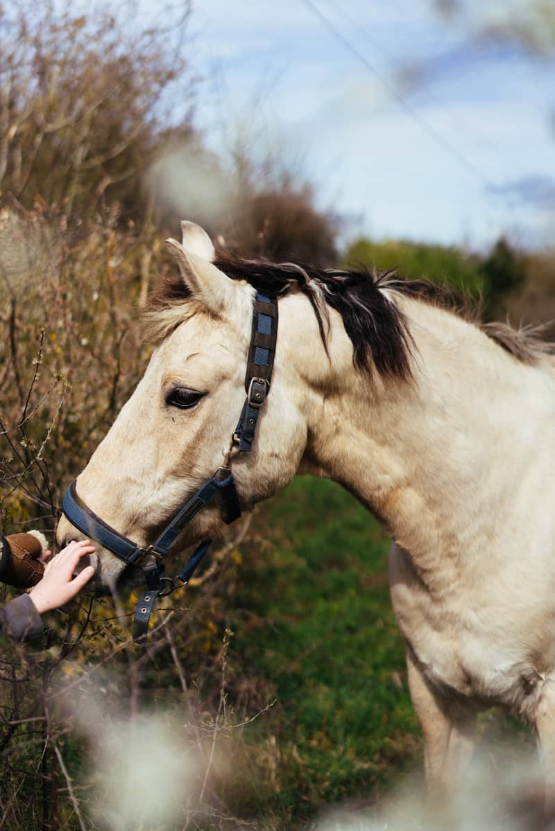 A pale horse with a halter in a field.