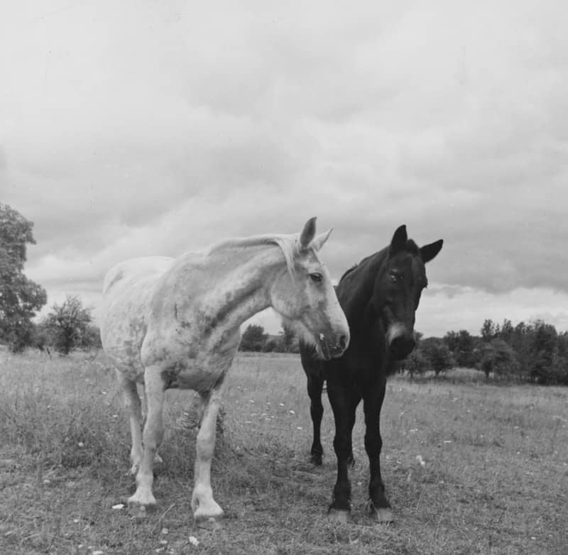 The Miriam and Ira D. Wallach Division of Art, Prints and Photographs: Photography Collection, The New York Public Library. "Horses in field along Route 79, two miles east of Mecklenburg, New York." The New York Public Library Digital Collections. 1940. h