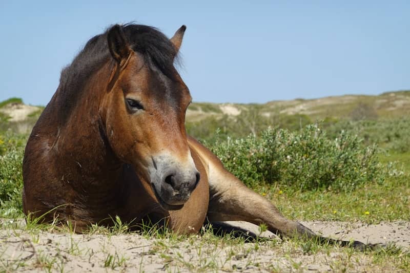 A brown horse lying down in a sandy, grassy field.