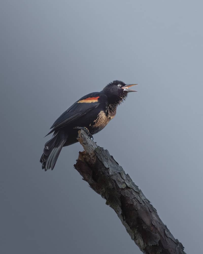 A red-winged blackbird perches on a dead branch